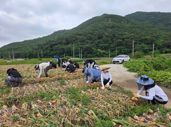 영광군 상하수도사업소, 양파 수확 일손돕기로 구슬땀 흘려