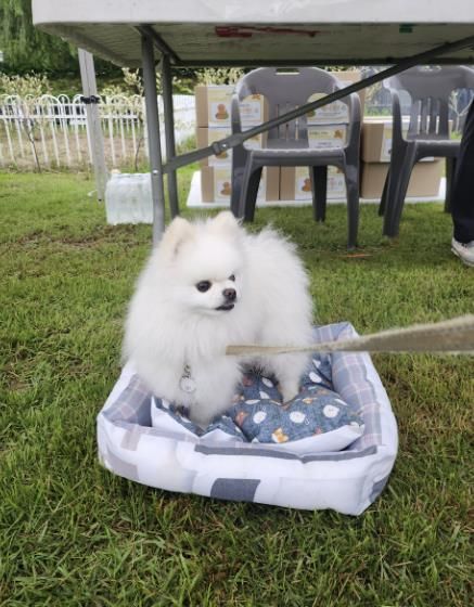 폐현수막으로 제작한 반려동물 쿠션 위에 있는 애완견