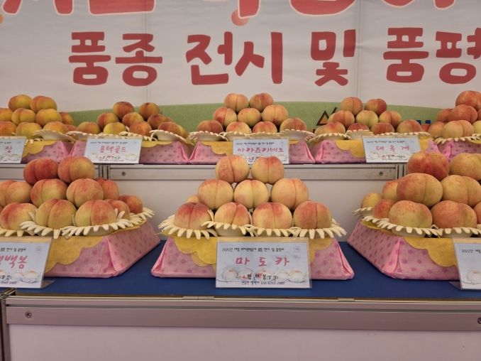 1위 품종 마도카(농업기술센터)